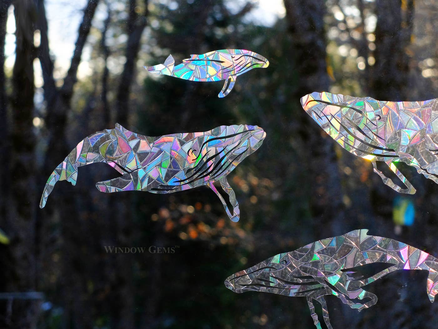 Humpback Whale Window Gems
