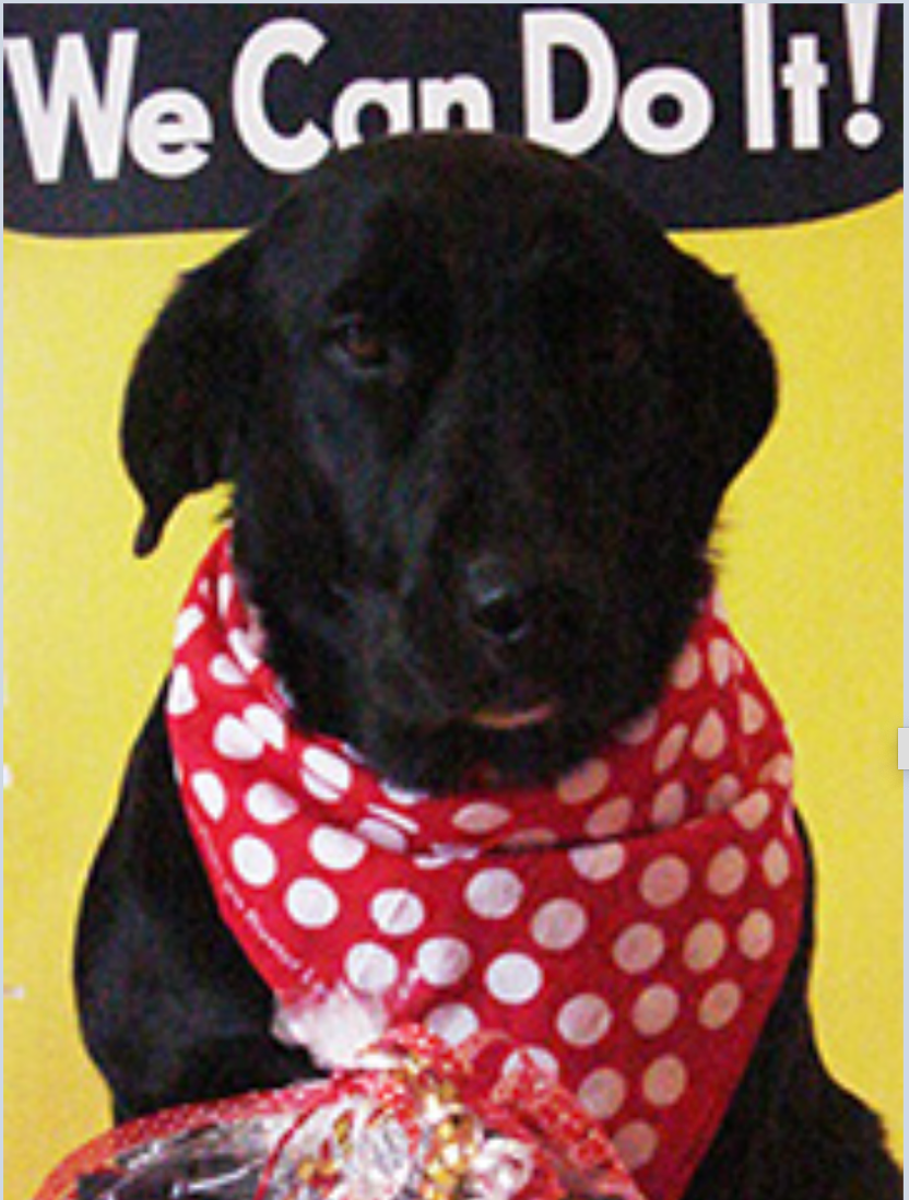 Doggie Dots Bandana